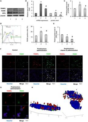 Vitamin D3 Modulates Impaired Crosstalk Between RANK and Glucocorticoid Receptor Signaling in Bone Marrow Cells After Chronic Prednisolone Administration